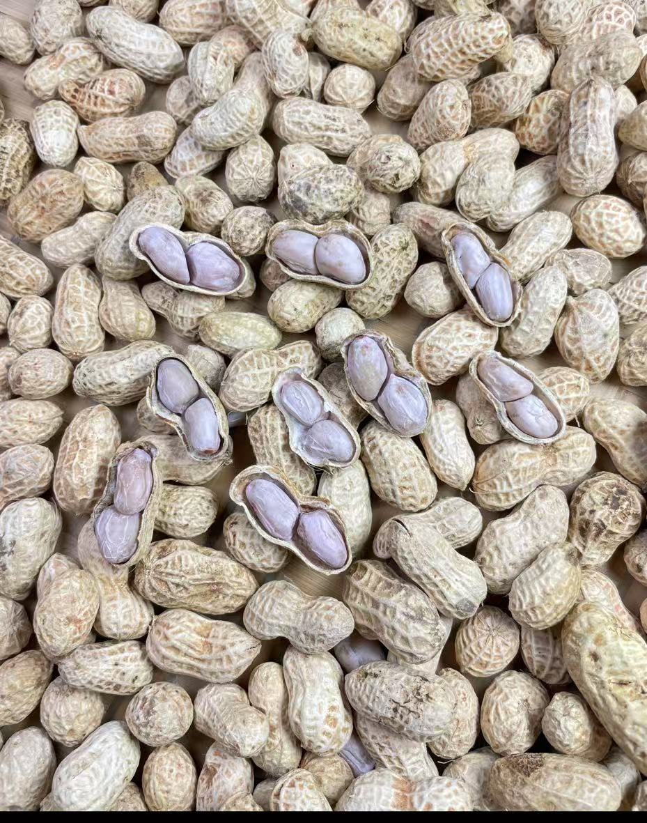 （信和臻选）2025新花生 水煮白晒花生带壳 越吃越起劲 