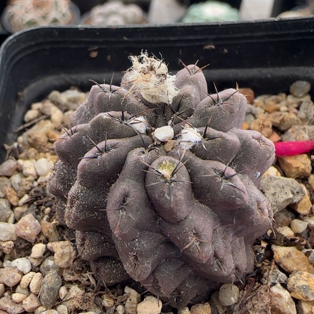 010实生狼头玉多肉3.2