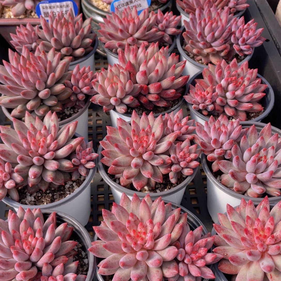 量拍36号 虞美人单头带仔飘枝一个