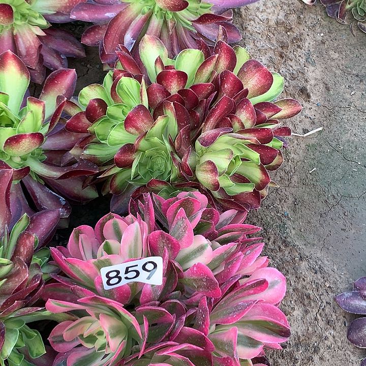 859女巫➕韶华绣球多肉植物2