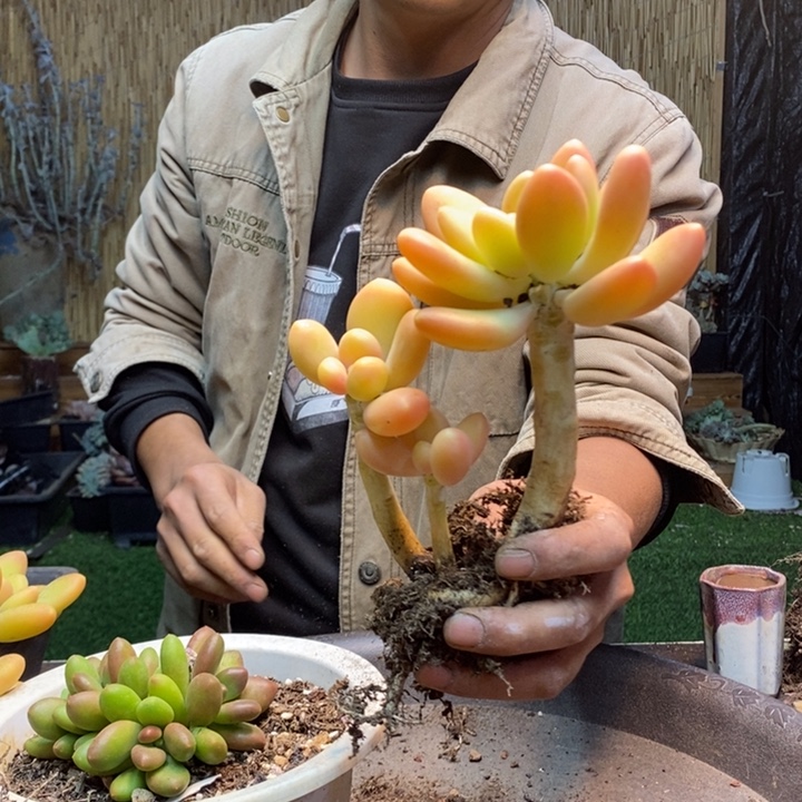 天***星145号金蝉多肉植物