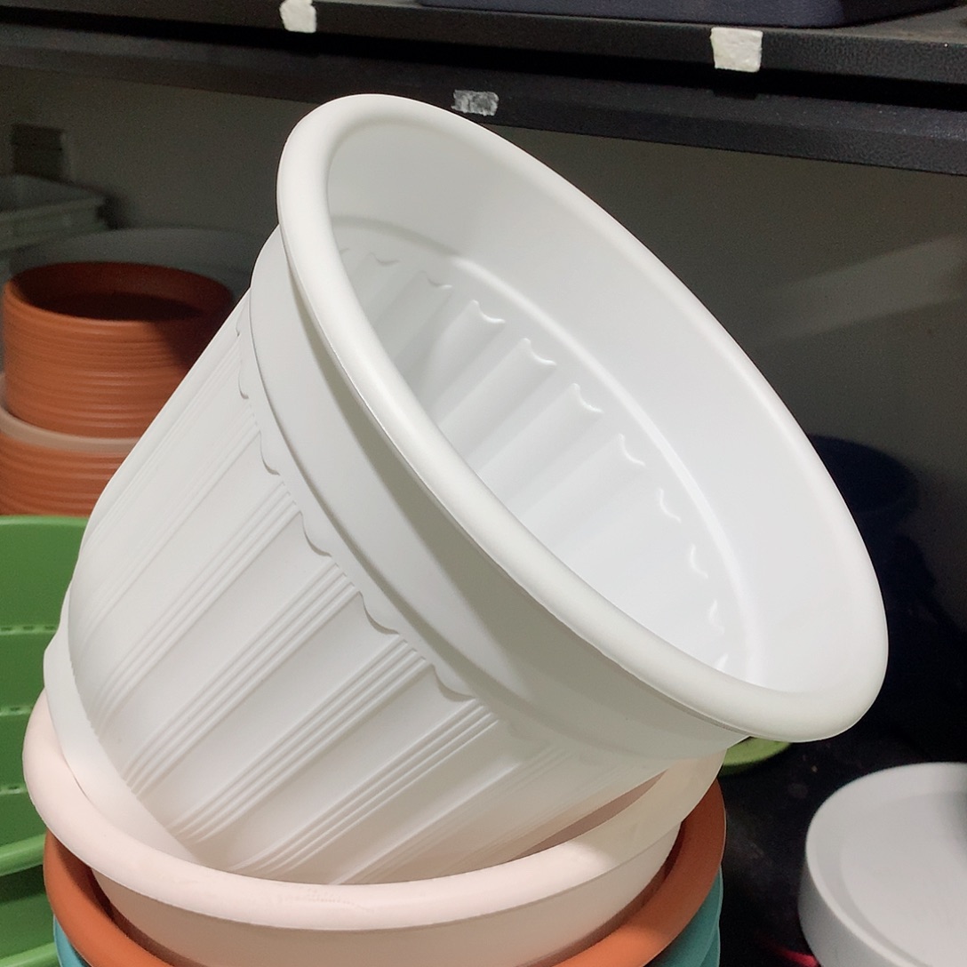 树脂罗马口24白4个无托