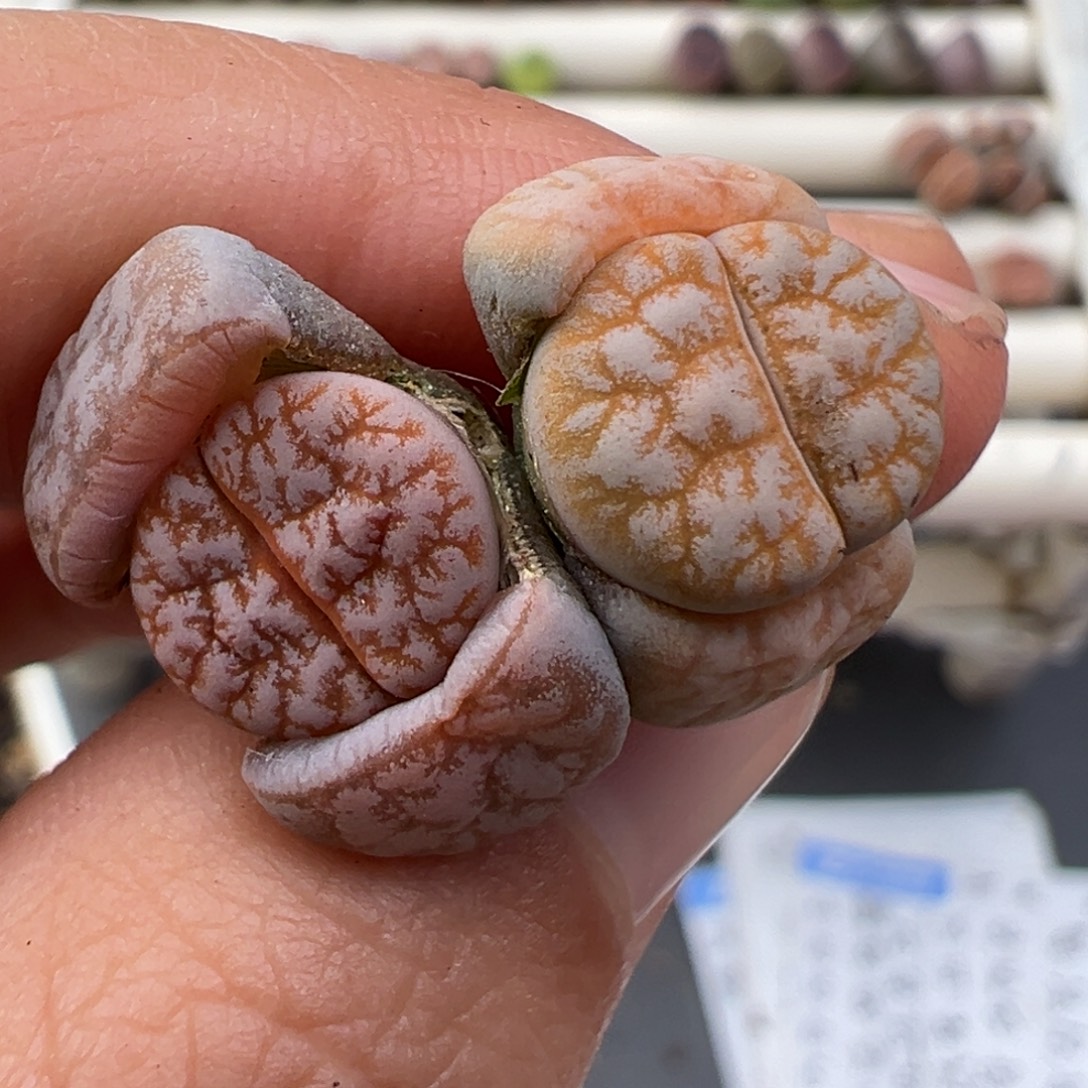 12.24好看的多肉脱土发货666