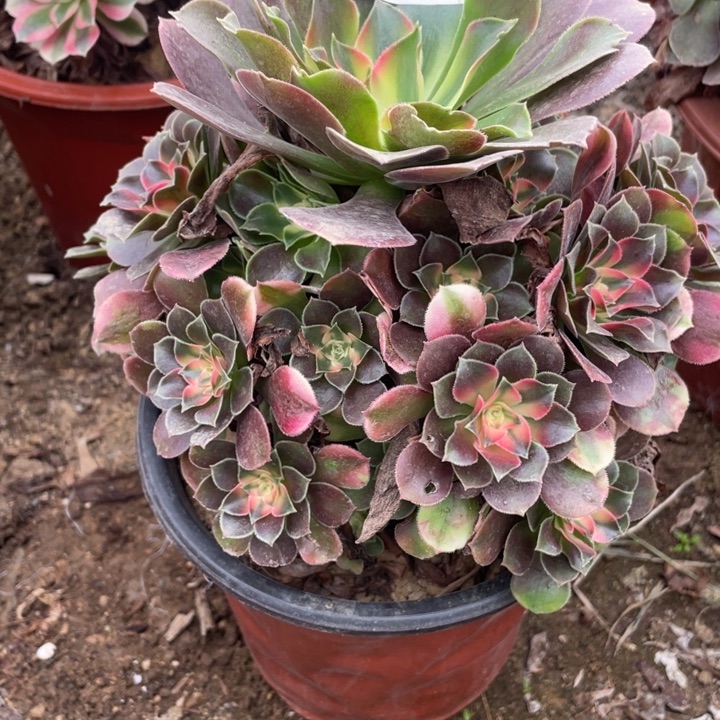 无花朵296多肉植物香妃