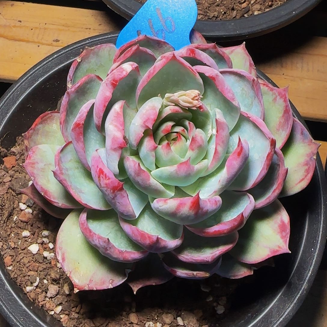 惊鸿仙子一物一拍666号