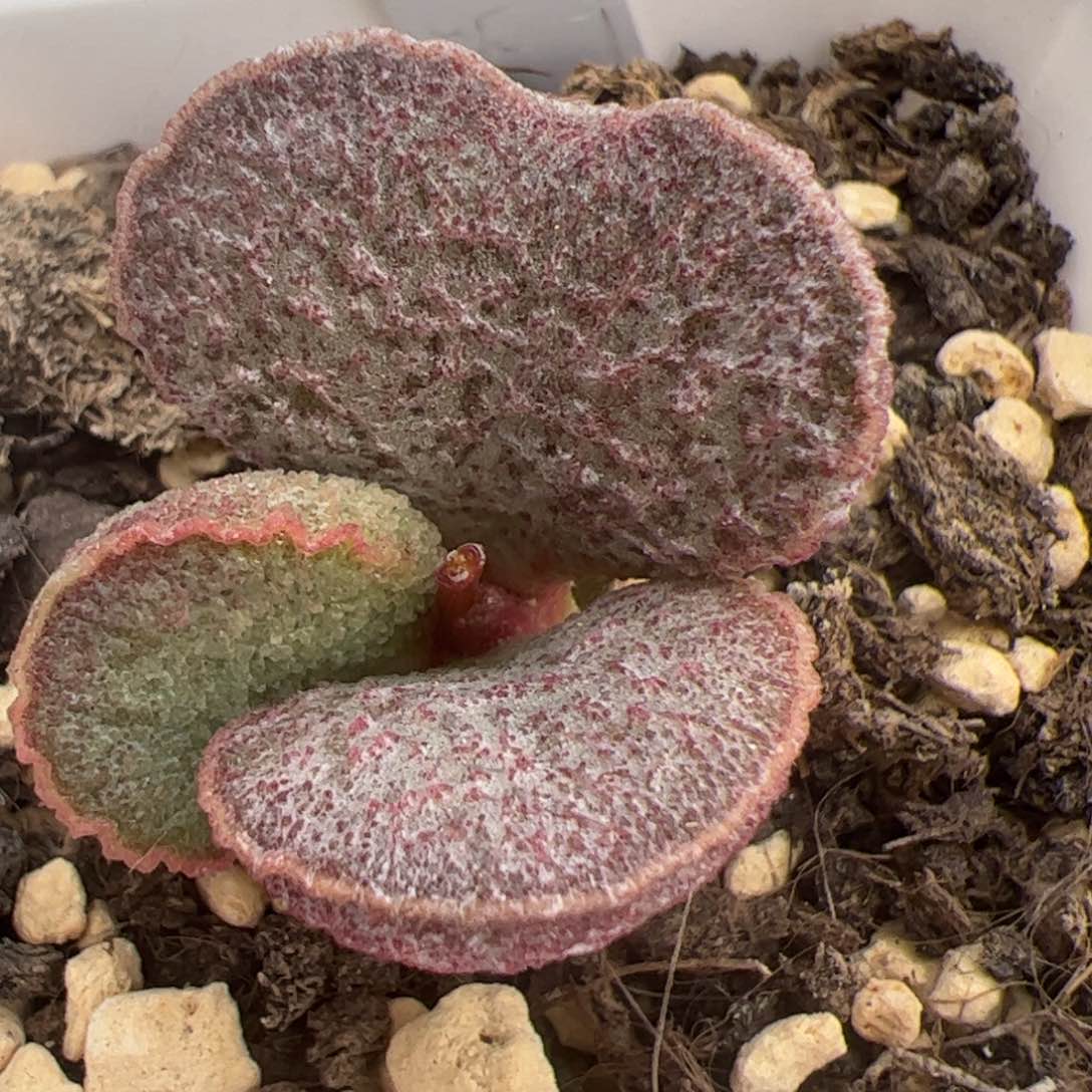 实生新品整颗多肉植物水泡