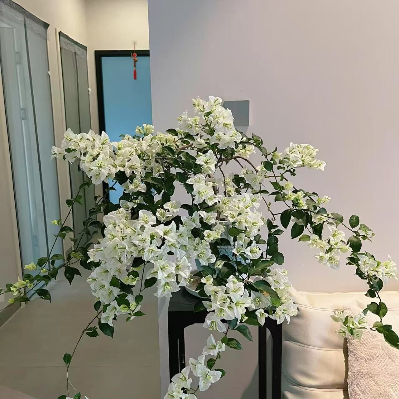 【白雪公主】三角梅好养勤花爬藤勤花 室外庭院