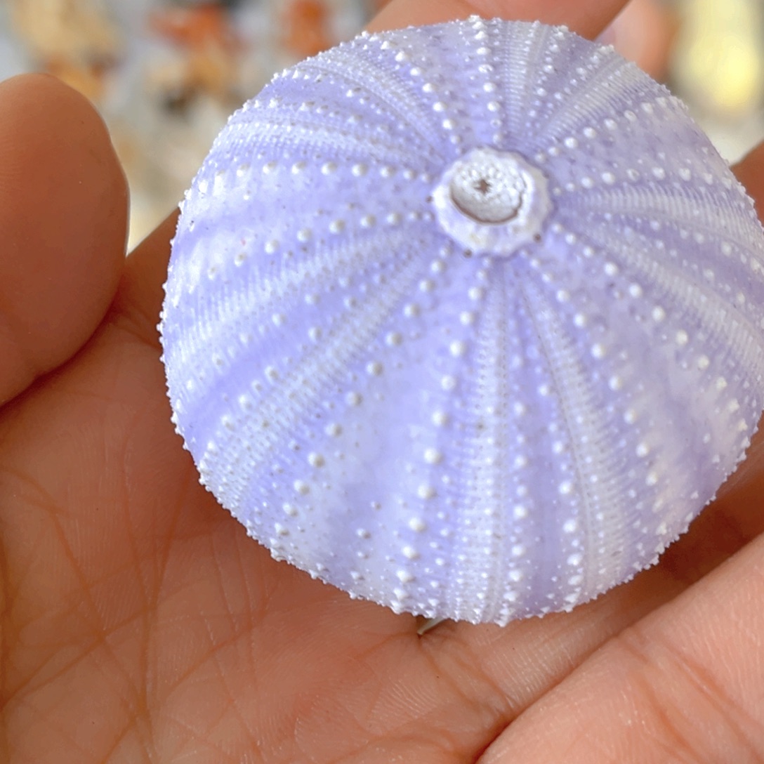 大理石磁石小*强天然贝壳海螺批发零售