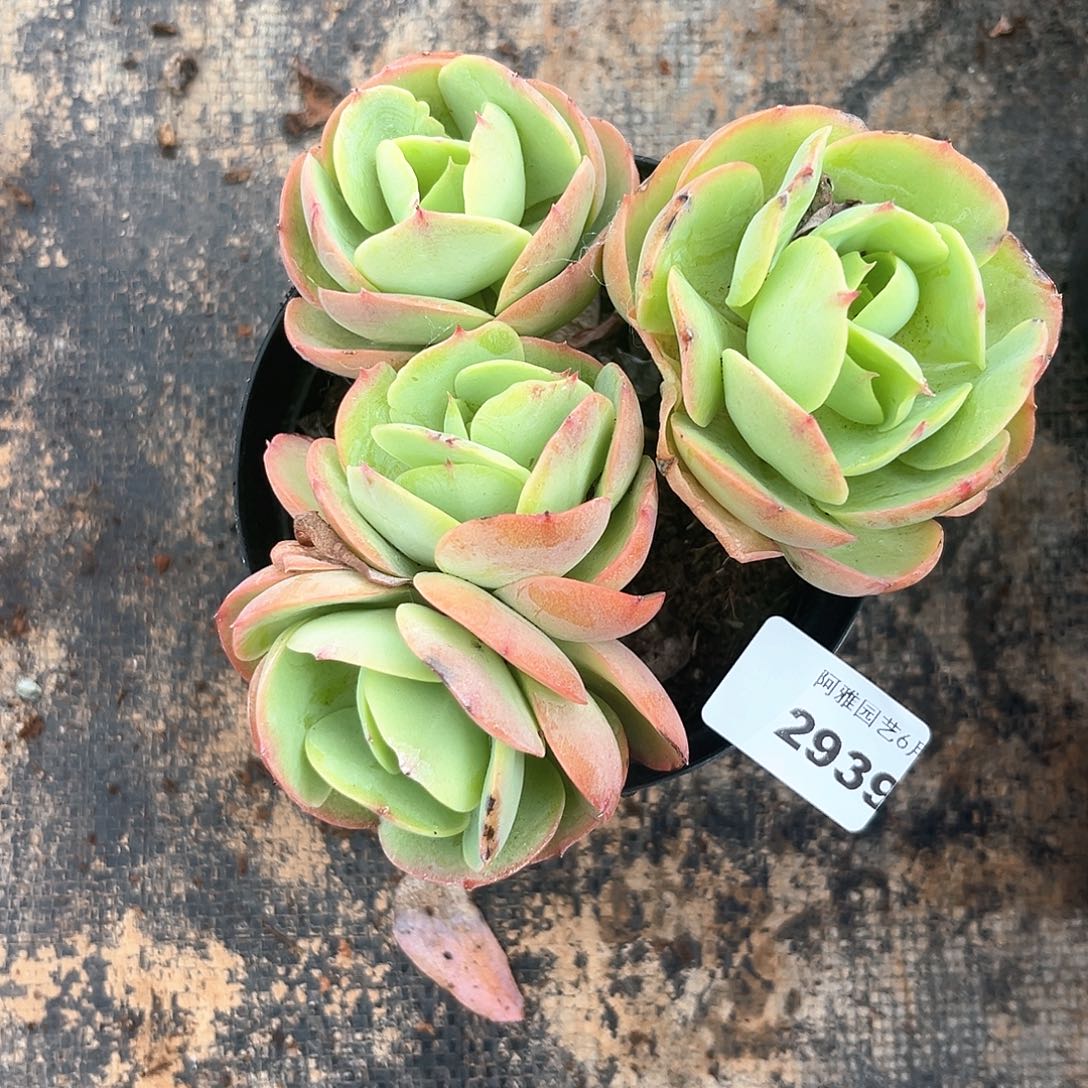 阿雅园艺。  2939碧桃