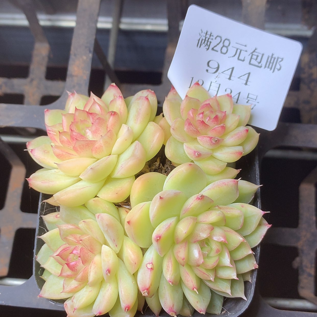 【闪购商品】云944号