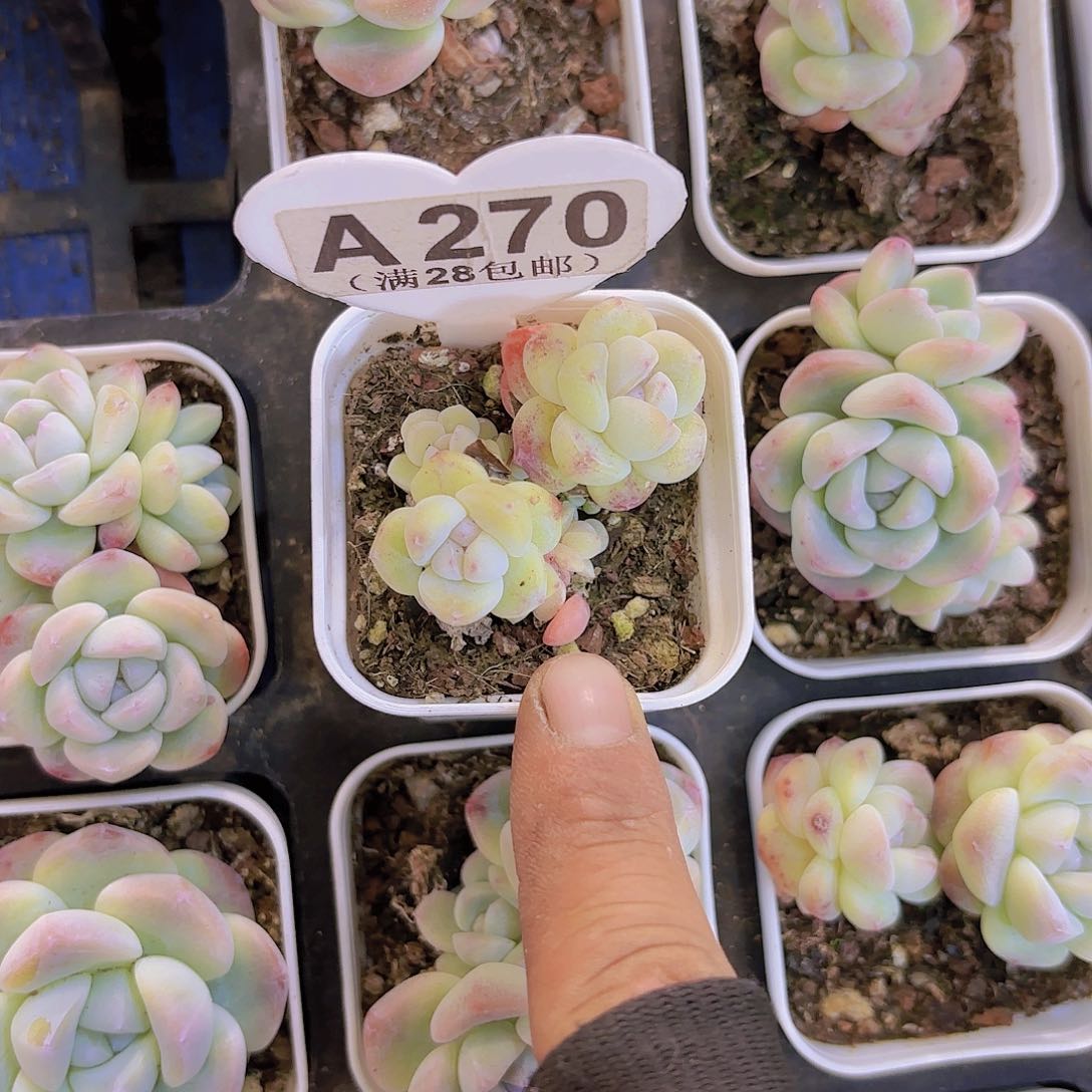 A270冰玉一物一拍啊