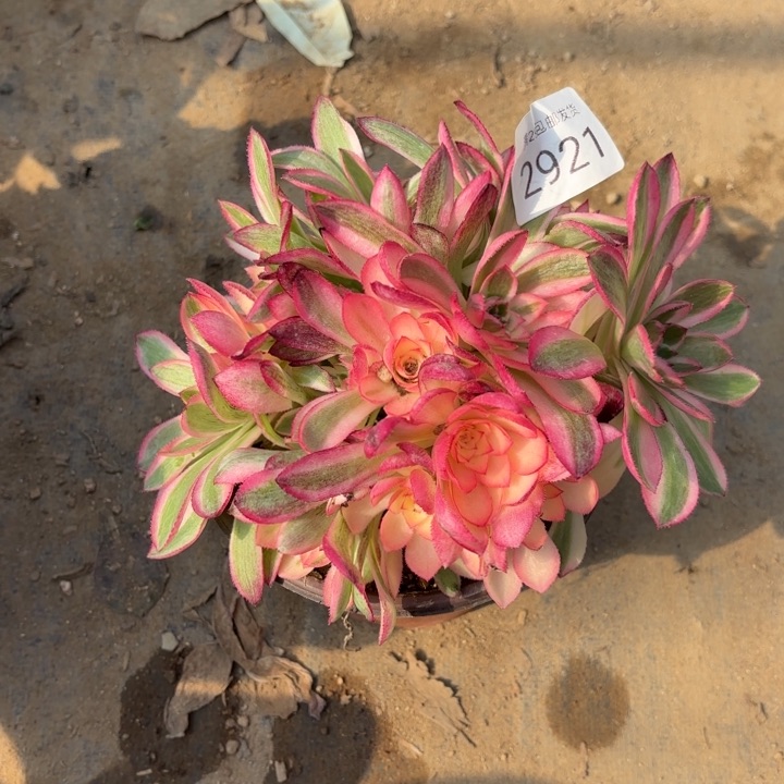 倾城多肉法师2921