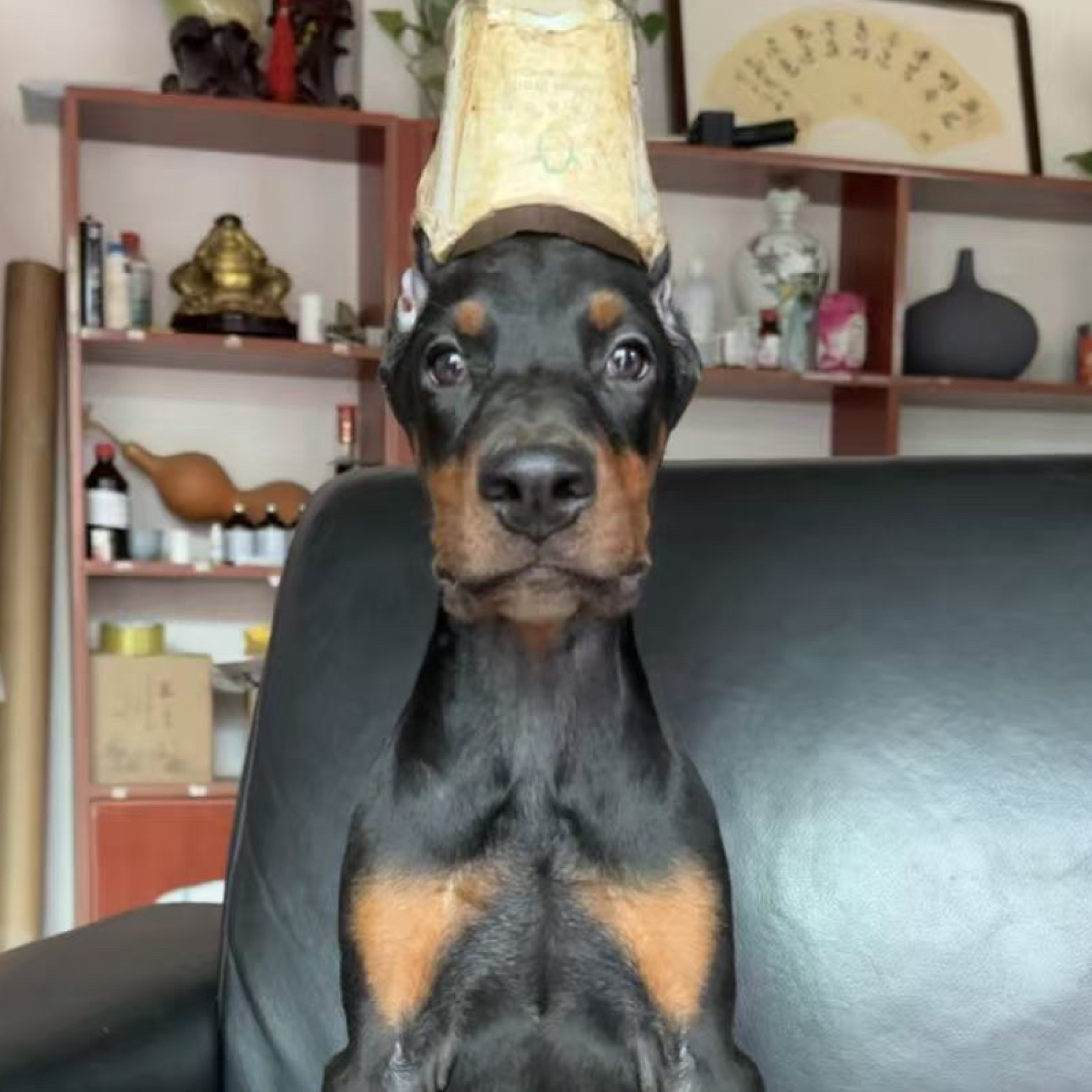 双血统德系杜宾母犬
