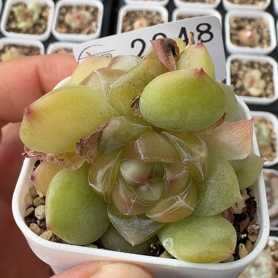 如图2248白方香水宝石一颗