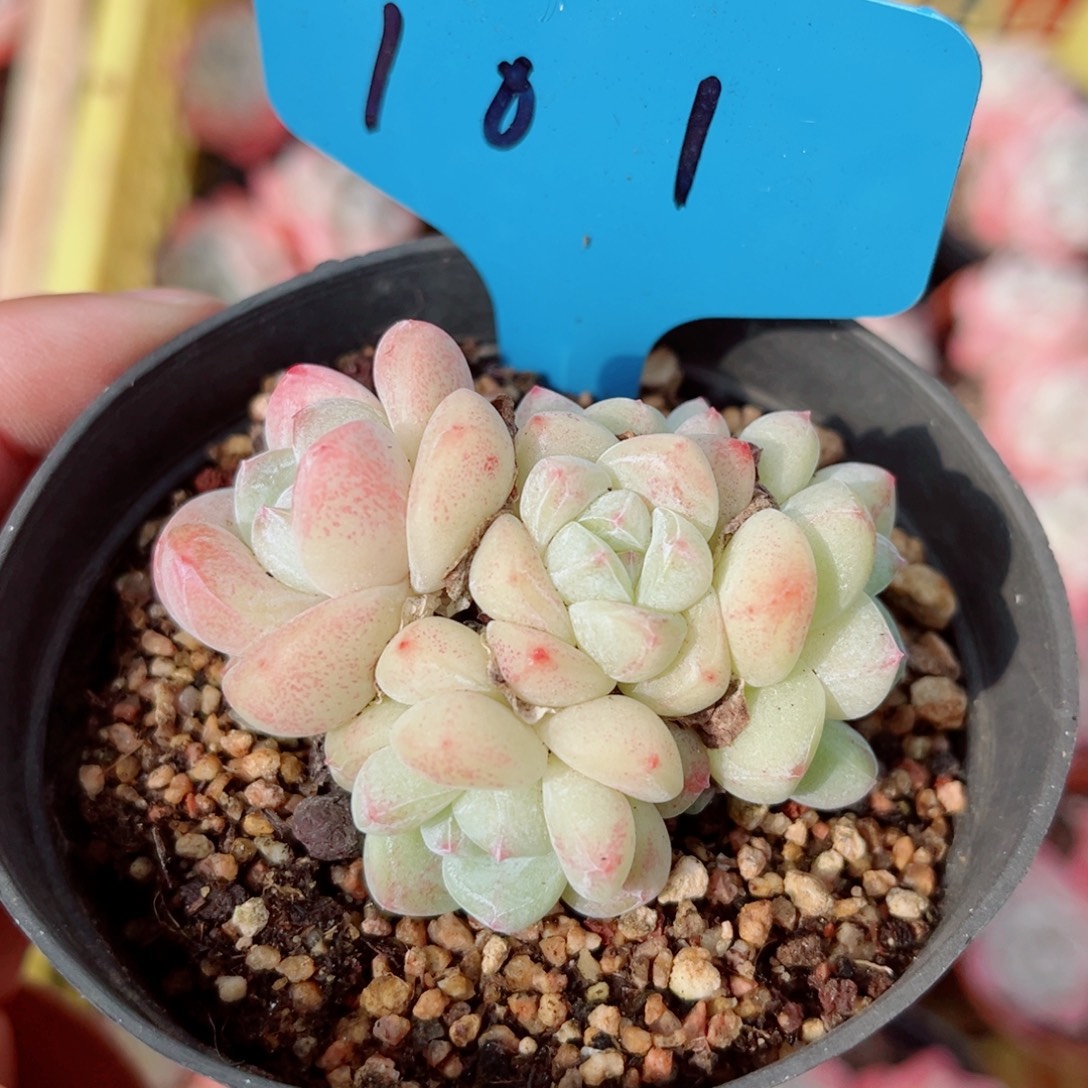 101号小老桩冰玉群