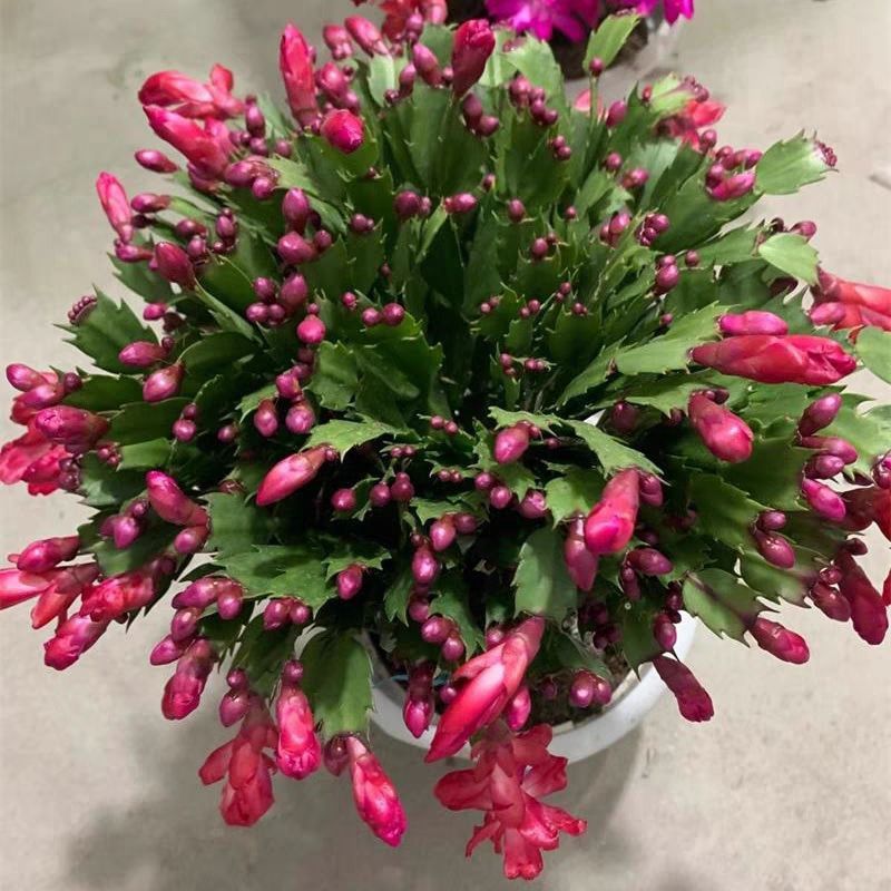 多色蟹爪兰原盆原土