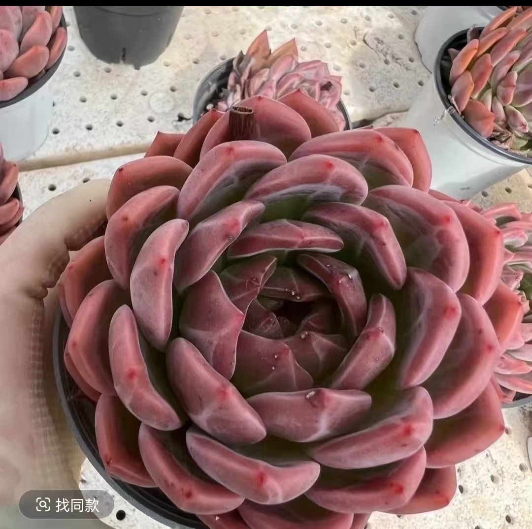 精品暗纹香槟多肉新手好养