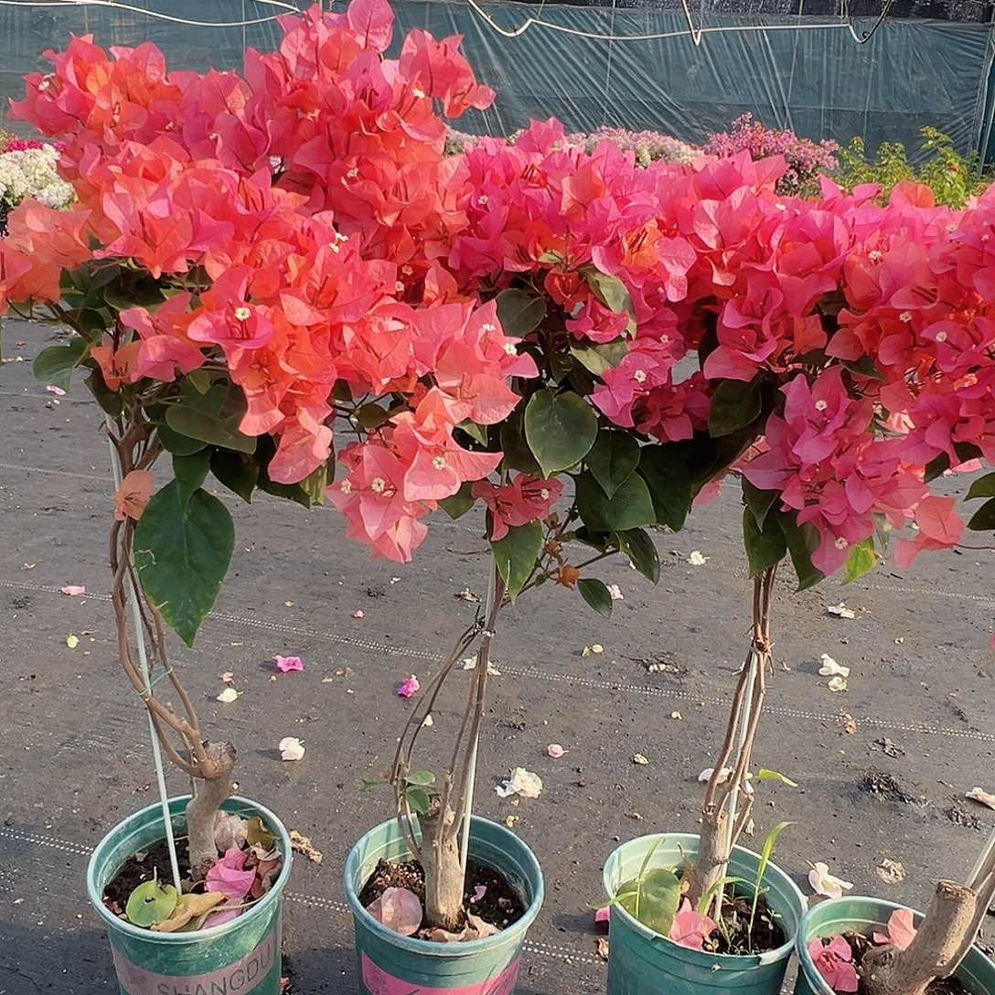 大部分花苞少量开放波妹带竹棒棒糖一颗