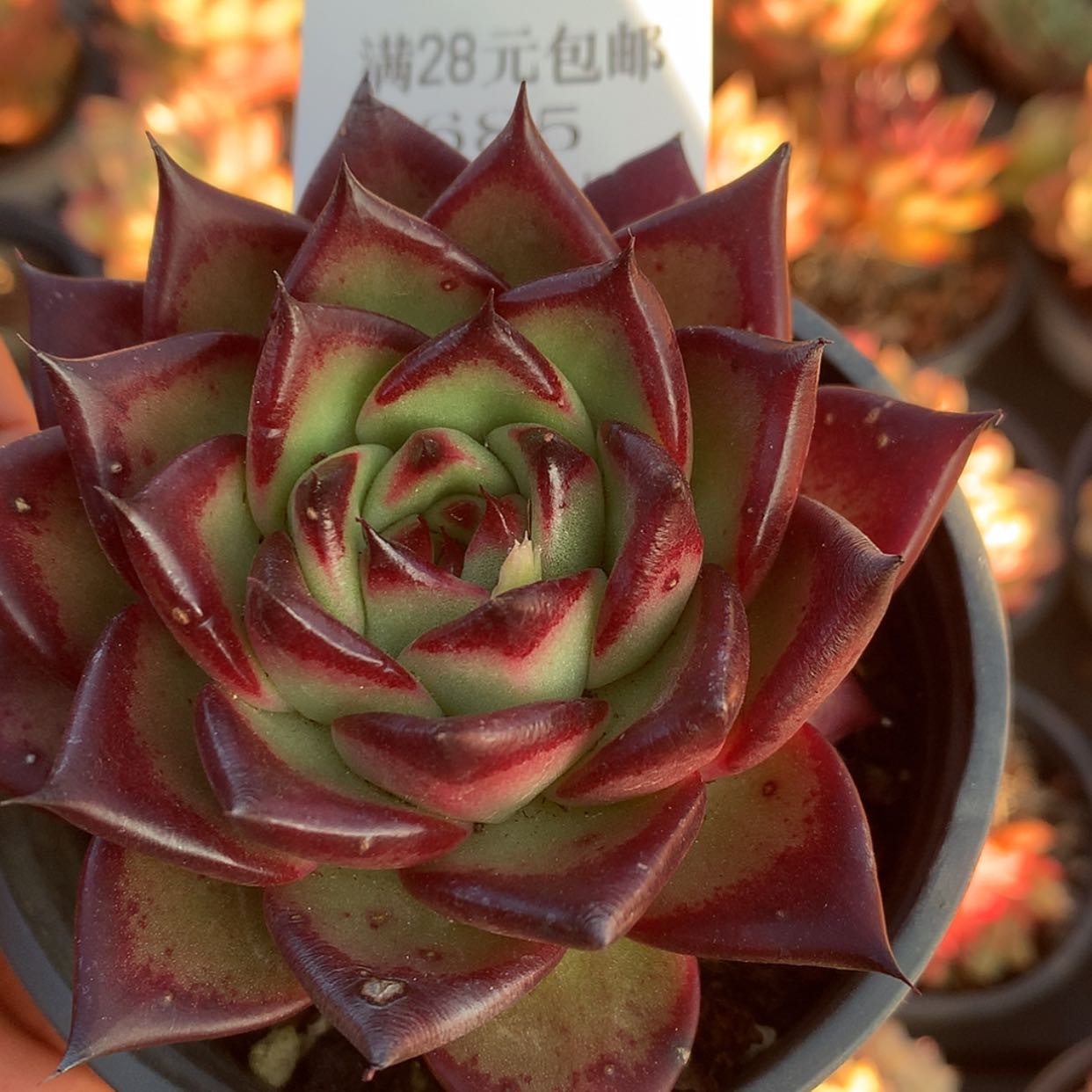 【闪购商品】云685