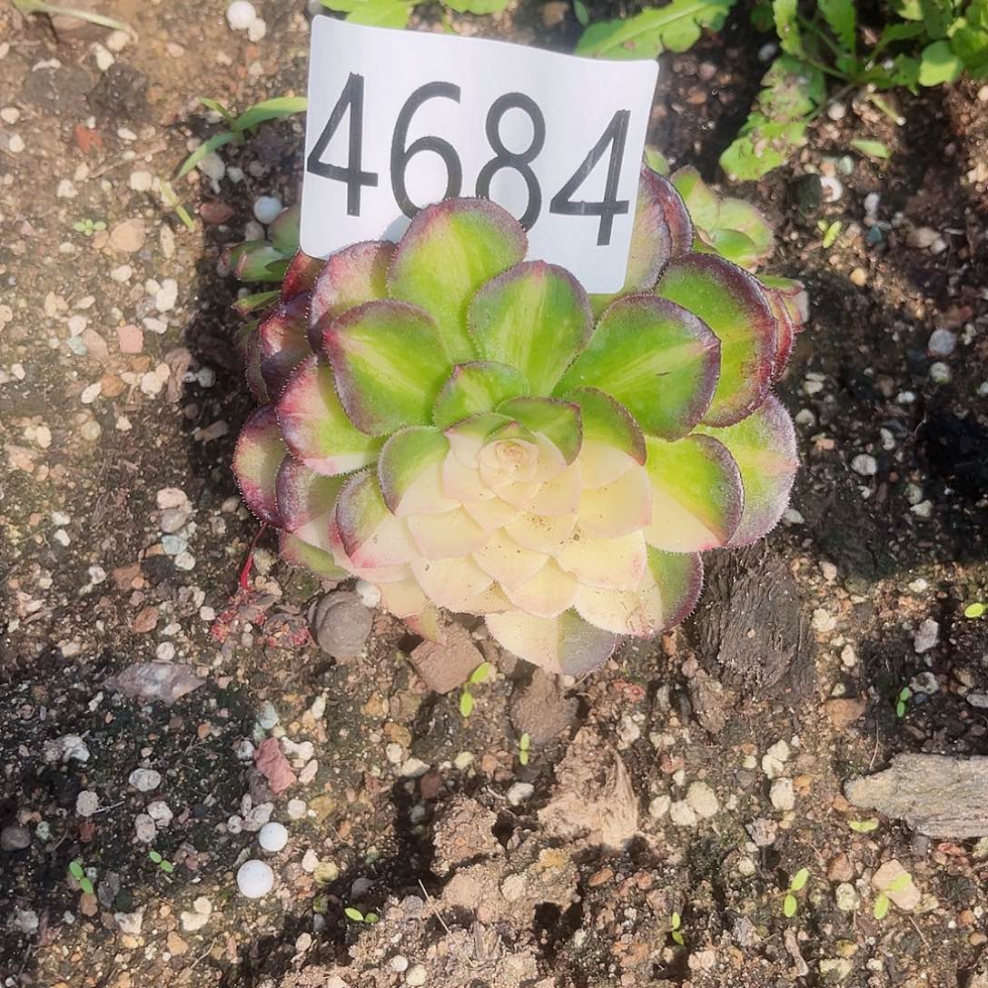 4684海王七彩花脸多肉植物