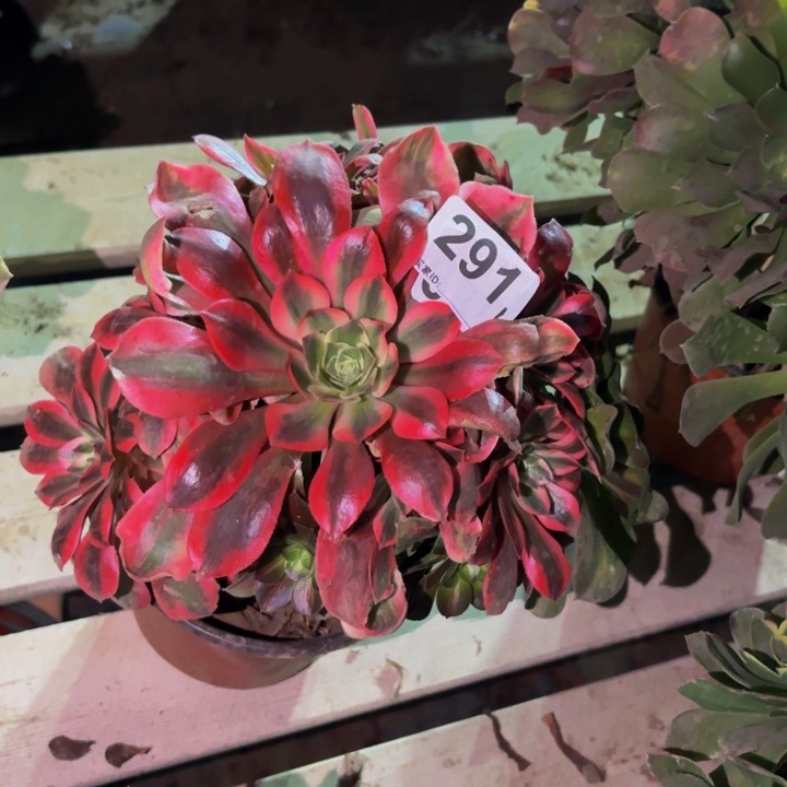 291女妖多肉植物不售后