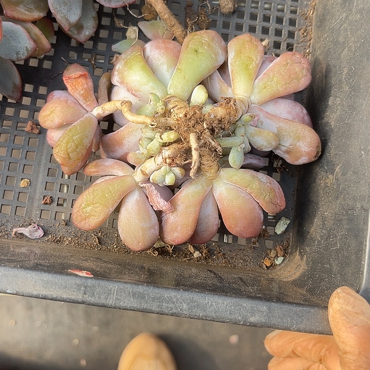 凯***华两单包邮，一物一拍