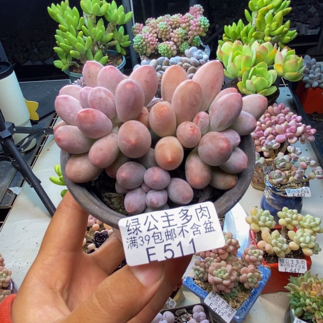 511丸叶汤圆多肉8c m