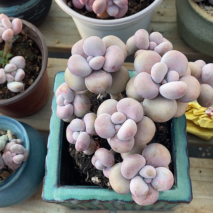 M***胭脂精品多肉888888