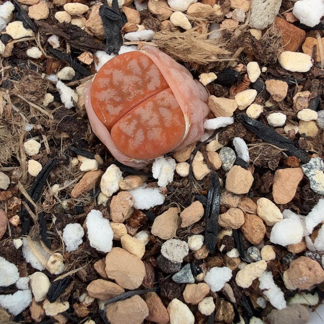 不会因为不知道你想干什么492是