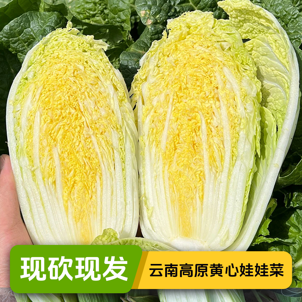 云南高山黄心娃娃菜清甜火锅应季新鲜农家自种现砍现发露天种植