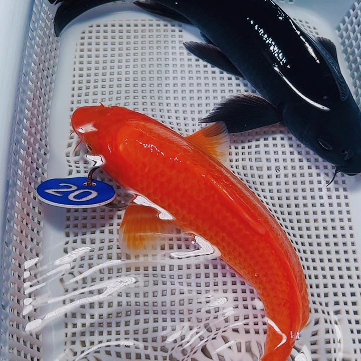 海水鱼锦鲤观赏鱼20