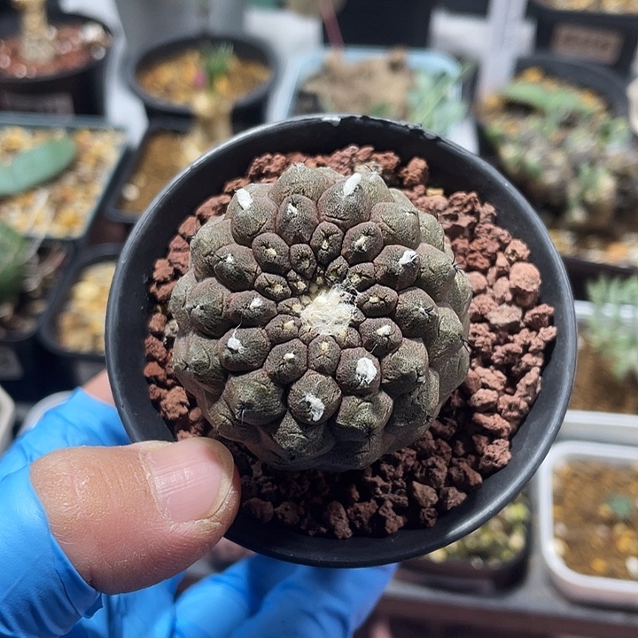 206蜥蜴皮仙人球植物