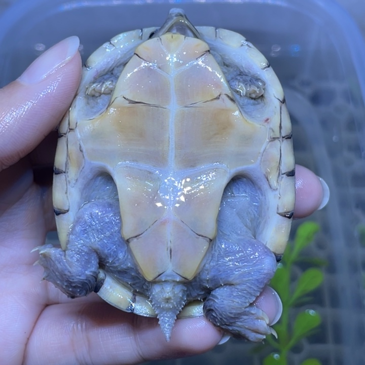 嘿***友蛋龟不分公母麝香麝香麝香麝香麝香