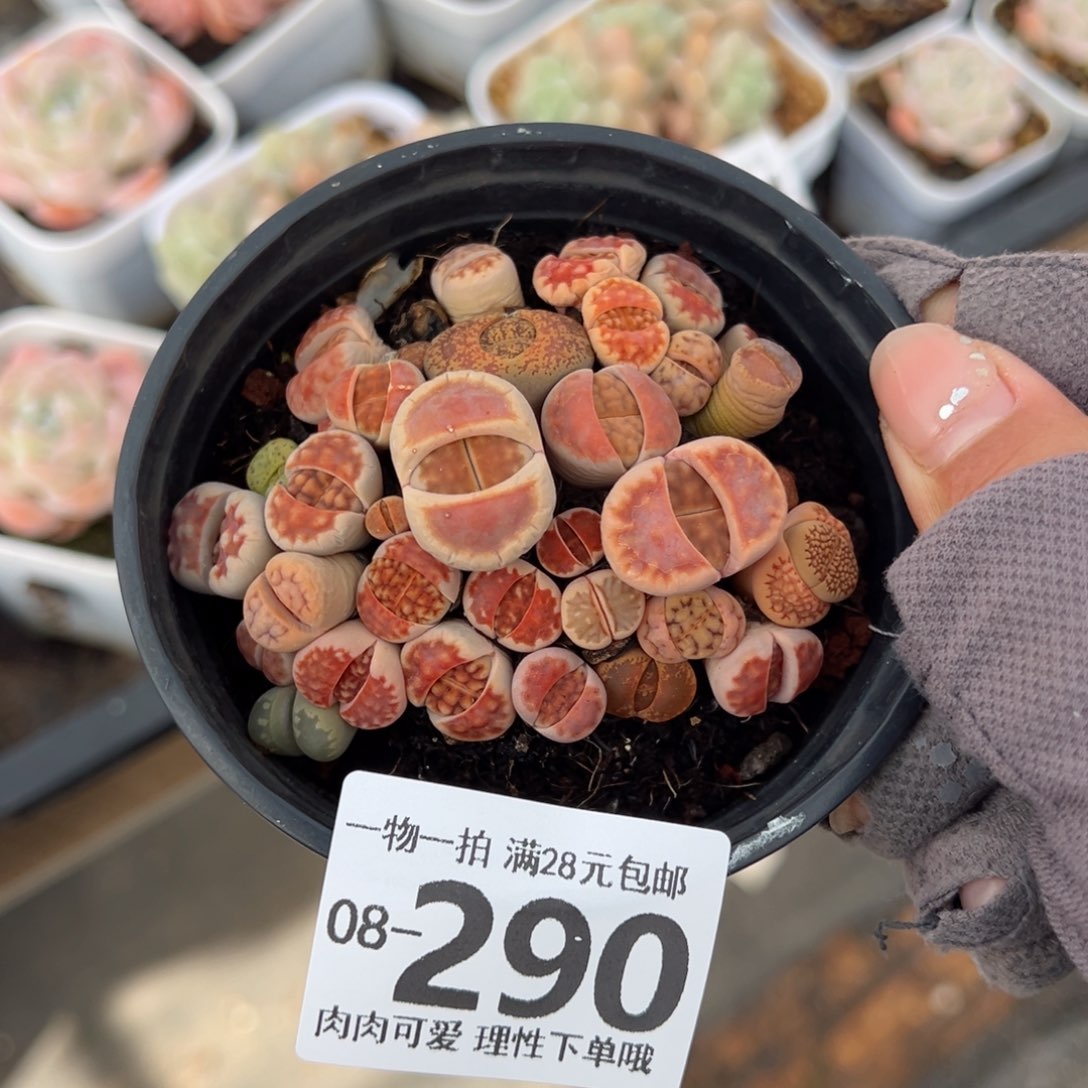 生石花多肉多肉多肉