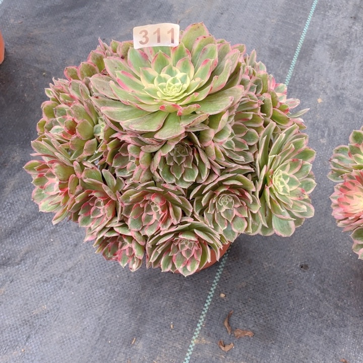 随**作311老庄多肉法师孔雀翎