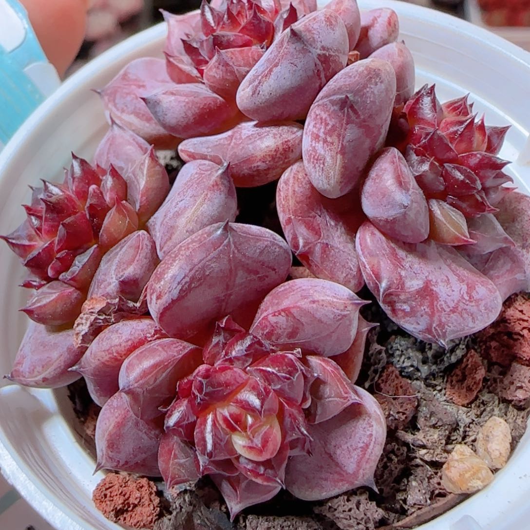 花语多肉1205-216溏心