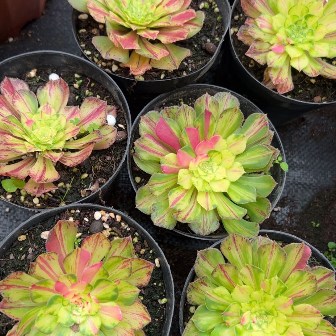 20包邮38知否单头炖肉馆一颗