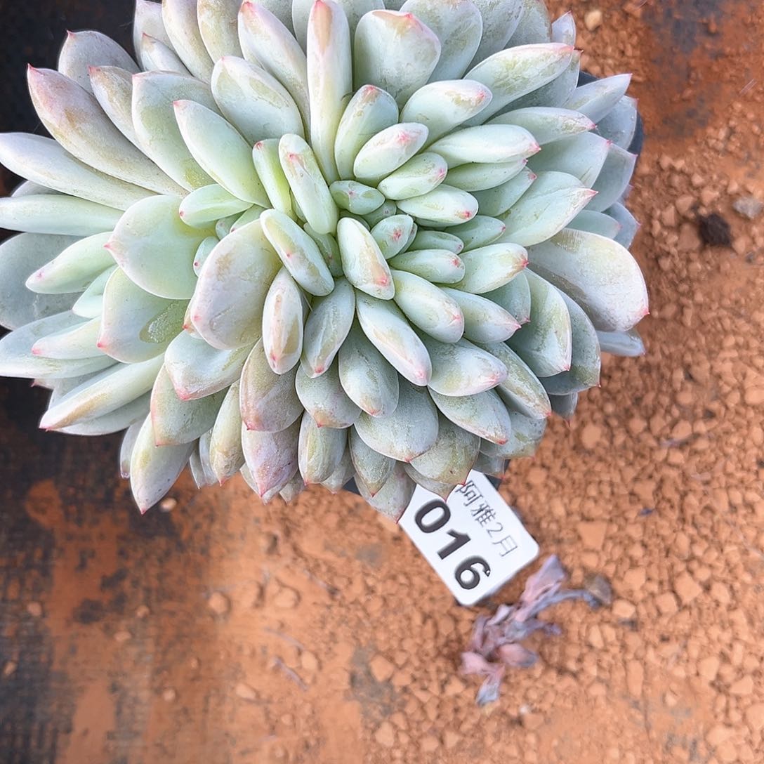 阿雅园艺。   016