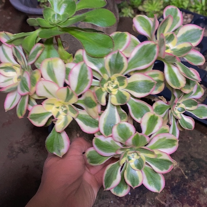 多肉植物保护研究所