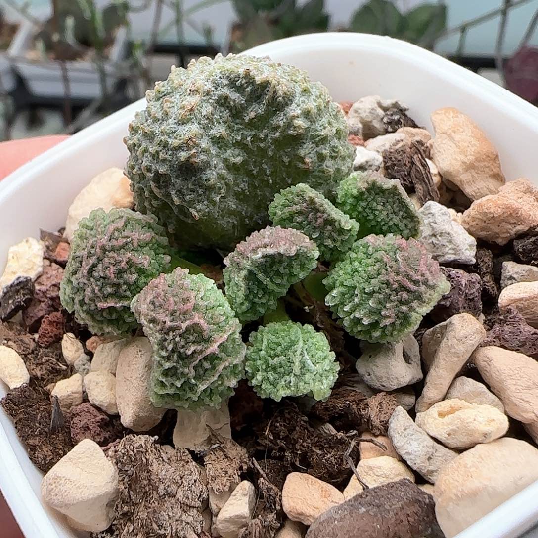 狮子舞水泡多肉植物