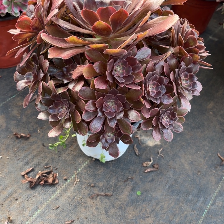 瑞妈，，，。。。。。。852恶魔之吻