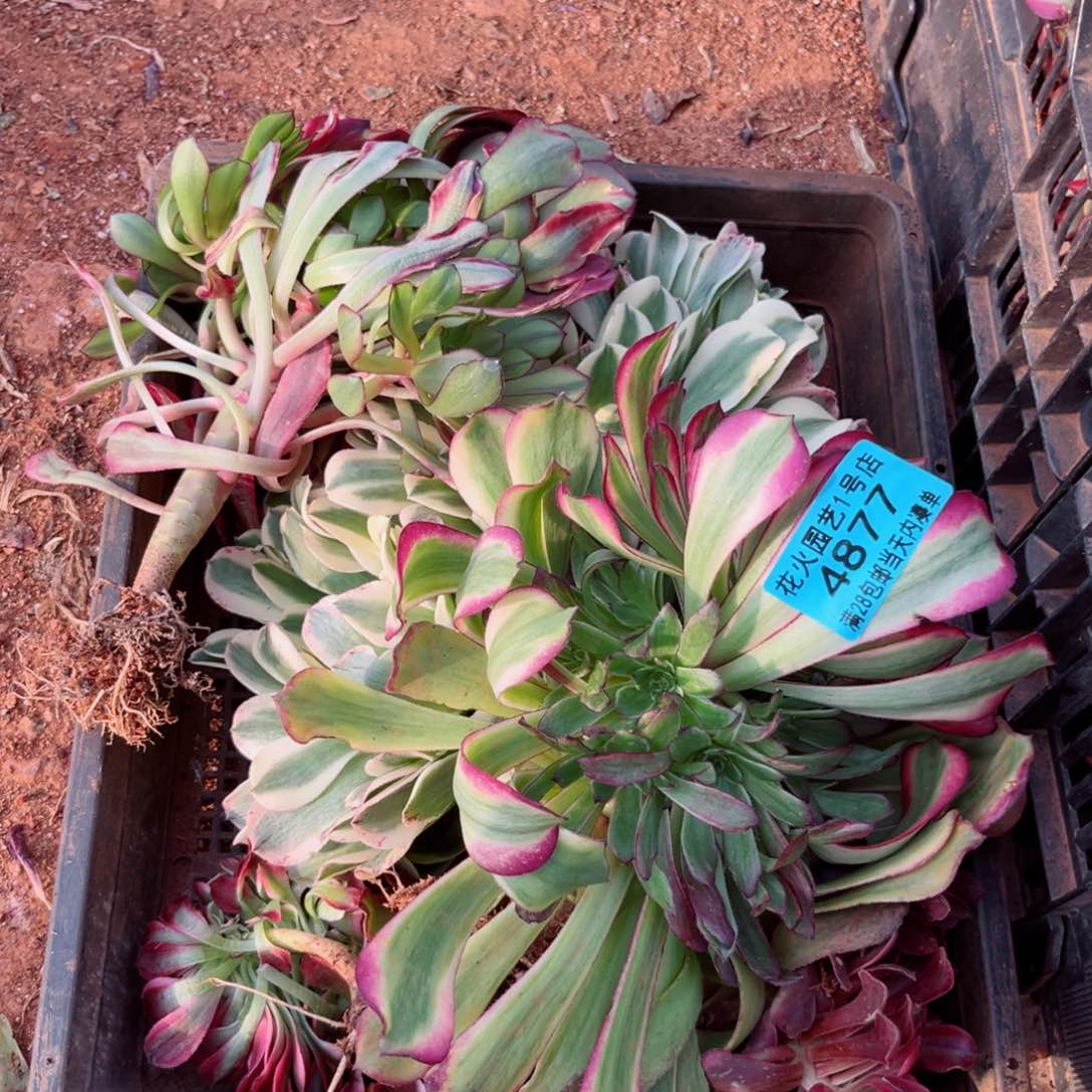 组合4877多肉植物