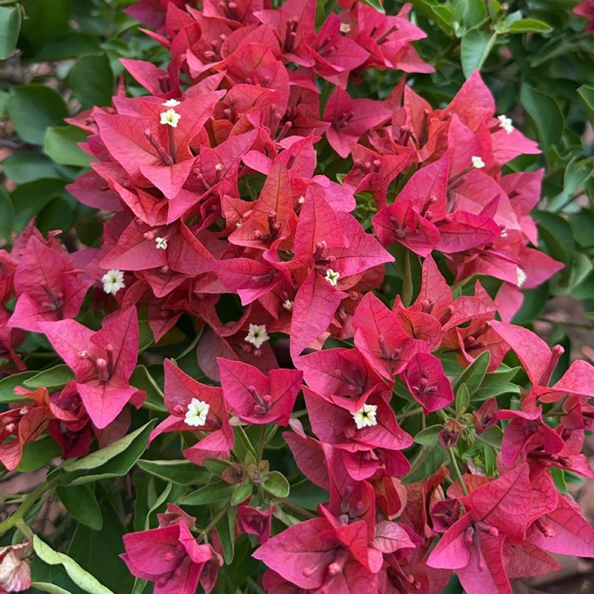 18.8-68三角梅一物一拍（介意掉花，落叶的不要拍）无售后