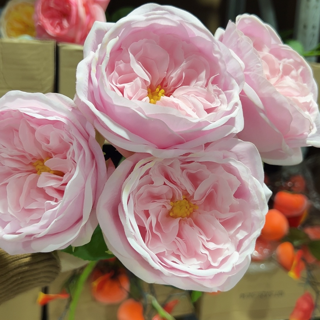 4枝粉色手感中号朱丽叶