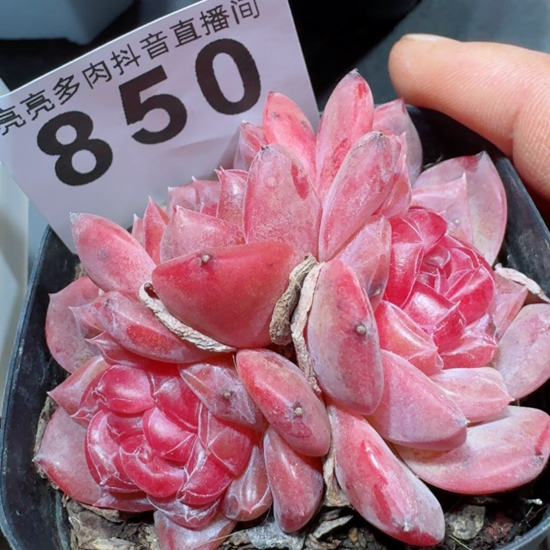 灯芯琥珀         精品多肉