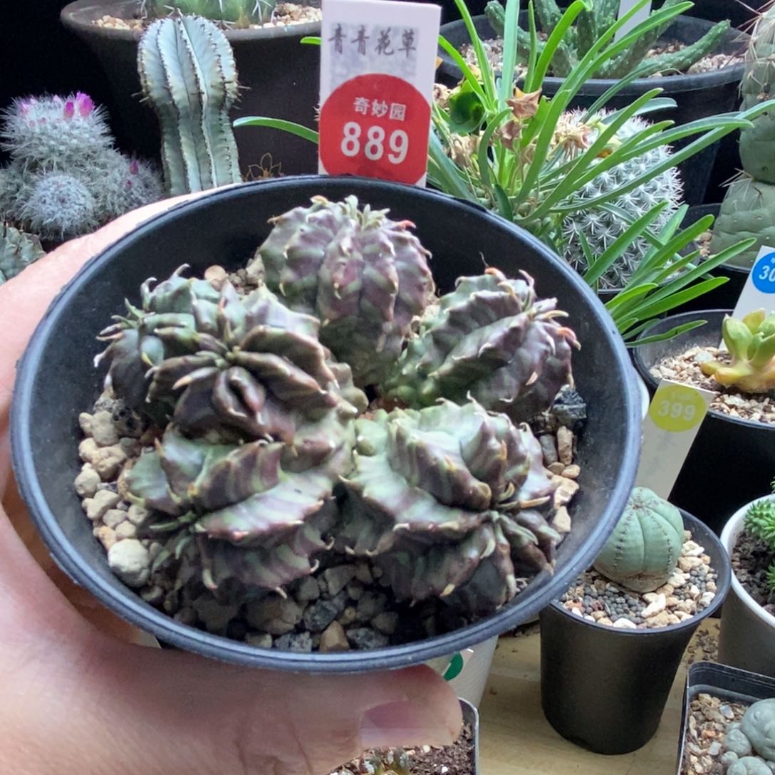 法利达群一颗仙人球7.5cm