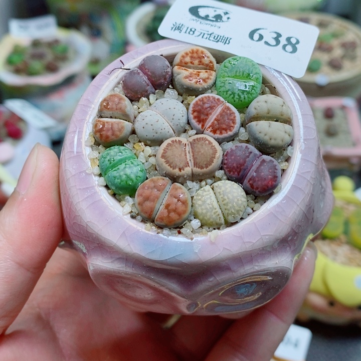 生石花花花花花花花638
