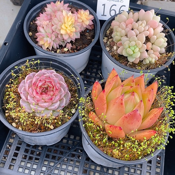 166 多肉植物盆栽花卉植物 
