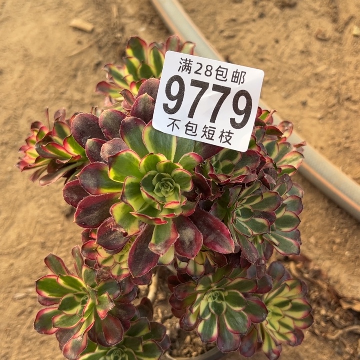 冰淇淋多肉植物法师9779