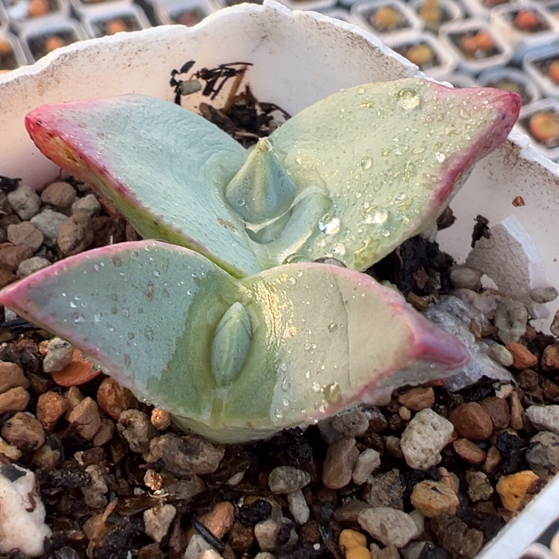 紫飞鸟双头多肉植物百科